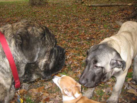 Brando, Natalie & DeNiro 03.11.2008
(Fantom Tornado Erben x Charlotta Tornado Erben )
Born: 08.06.2008
Keywords: norma pacino tatyana deniro brando