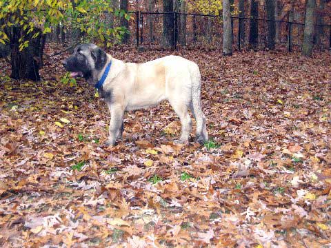 DeNiro - Nov. 2008
(Fantom Tornado Erben x Charlotta Tornado Erben )
Born: 08.06.2008
Keywords: norma pacino tatyana deniro brando