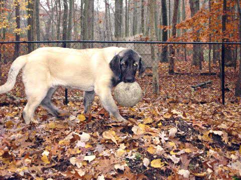 DeNiro - Nov. 2008
(Fantom Tornado Erben x Charlotta Tornado Erben )
Born: 08.06.2008
Keywords: norma pacino tatyana deniro brando