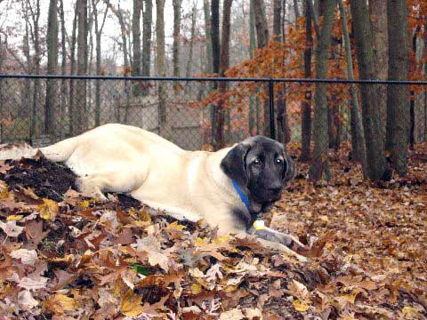 DeNiro - Nov. 2008
(Fantom Tornado Erben x Charlotta Tornado Erben )
Born: 08.06.2008
Keywords: norma pacino tatyana deniro brando