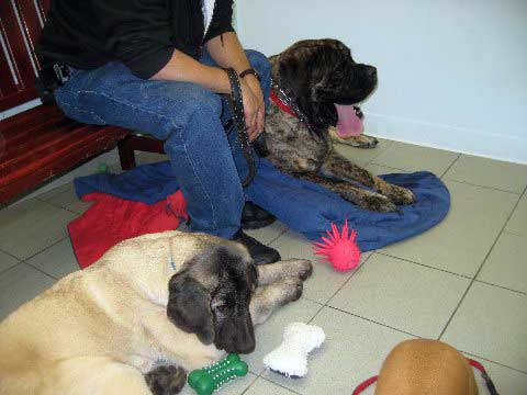 Brando and Natalie meeting Romeo (now: DeNiro) in the visiting room at Bide-A-Wee  
(Fantom Tornado Erben x Charlotta Tornado Erben )
Born: 08.06.2008
Keywords: pet norma pacino tatyana deniro brando