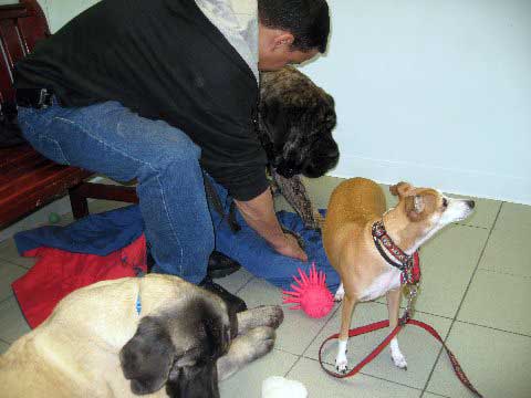 Brando and Natalie meeting Romeo (now: DeNiro) in the visiting room at Bide-A-Wee  
(Fantom Tornado Erben x Charlotta Tornado Erben )
Born: 08.06.2008
Keywords: pet norma pacino tatyana deniro brando