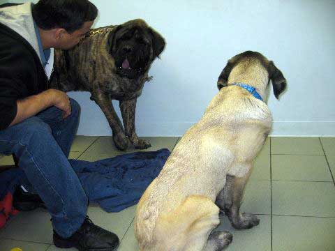 Brando meeting Romeo (now: DeNiro) in the visiting room at Bide-A-Wee  
(Fantom Tornado Erben x Charlotta Tornado Erben )
Born: 08.06.2008
Keywords: pet norma pacino tatyana deniro brando