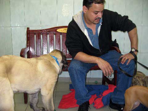 Meeting Romeo (now: DeNiro) in the visiting room at Bide-A-Wee  
(Fantom Tornado Erben x Charlotta Tornado Erben )
Born: 08.06.2008
Keywords: pet norma pacino tatyana deniro brando