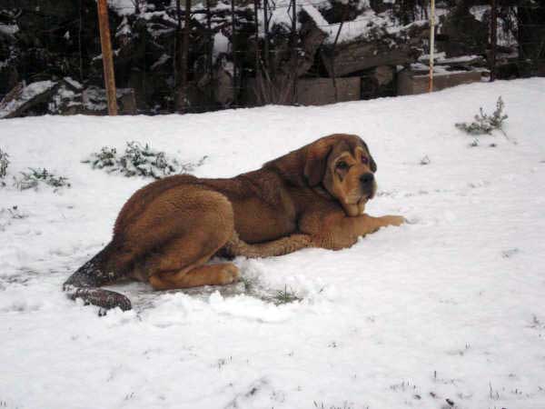 Diana de Buxionte
(Surco de Fuente Mimbre x Candela de Buxionte)
Nacida: 22.07.2008
Keywords: snow nieve leonvera