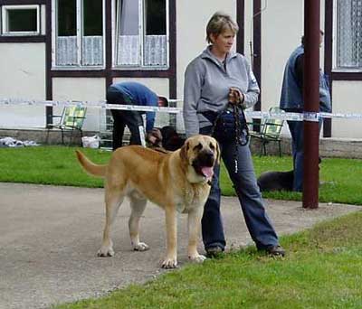 Dionysos Tornado Erben - 9,5 months - Young Class Males - Czech Club Show, Mlada Boleslav, Czech Republic 15.05.2004 
(Arnold Tornado Erben x Pepa de Valdejera) 


Keywords: 2004