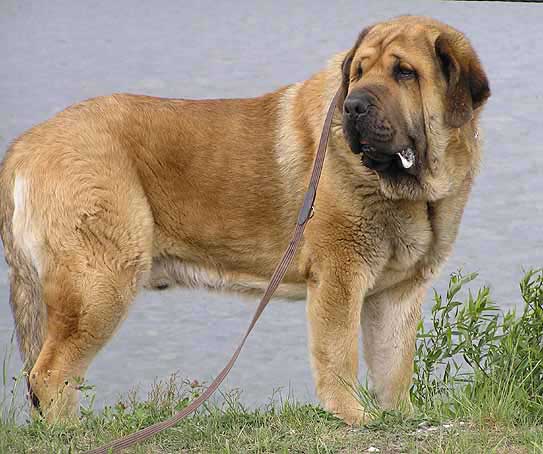 Domenico Beark Cerny Levhart, Exc.1, CAC, Club Winner, BOB - Champion Class Males, Club Show KMDPP, Hlucin 12.05.2007
(Arak z Kraje Sokolu x Belize Cerný Levhart) 
Born: 08.06.2004 

Photo: Iva Jarova © Copyright. 

Keywords: 2007 mastibe