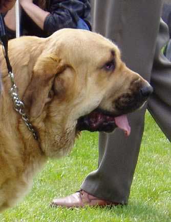 Dora z Kraje Sokolu - 13 months - Young Class Females - Czech Club Show, Mlada Boleslav, Czech Republic 15.05.2004 
(Ich. Alto del Grande Creta Lago x Ch. Aylen z Kraje Sokolu) 


Anahtar kelimeler: 2004 sokol head portrait cabeza