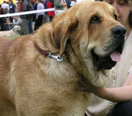 Druso de la Aljabara - Open Class Male - Exc. 1, CWC, CACIB, Best Male of Breed, BOB - International Show, Kraków, Poland, 27.06.2004
(Arroyo de Laciana x Bohemia de la Aljabara)
Born: 20-01-2003


Keywords: 2004 head portrait cabeza tornado