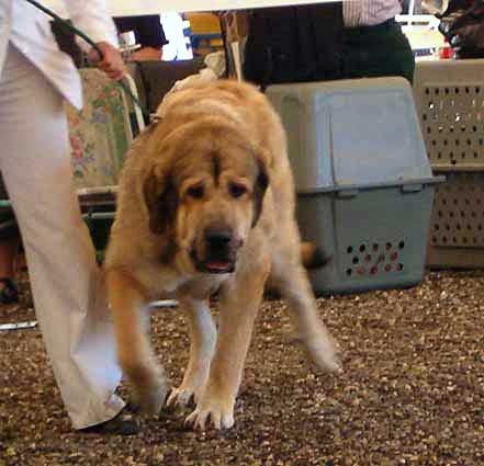 Motley House Silver - Excellent 2 - Young Class Males, Eurodog Show, Tulln, Austria  
(Anton Vlci Drap x Motley Hous Dolly) 
 

Keywords: 2005