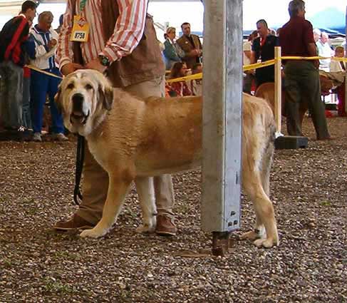 Nacon de Dharmapuri - Excellent 3 - Young Class Males, Eurodog Show 2005, Tulln, Austria  
(Rubi de Montes del Pardo x Legua de Campollano)  

Keywords: 2005 dharmapuri