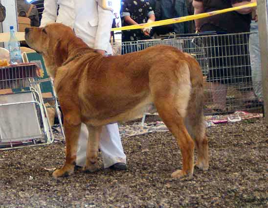 Rint Valeri Asso for Motley House - Excellent 1, CACA - Intermediate Class Males, Eurodog Show 2005, Tulln, Austria  
(Ron de Valdejera x Motley House Dazy Son)  

Keywords: 2005