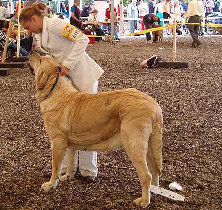 Motley House G´Queen Papillion - Excellent 2, RCACA - Champion Class Females, Eurodog Show 2005, Tulln, Austria  
(Asocarronado Ha-La-Mü x Jessy Fi-It)  

Keywords: 2005