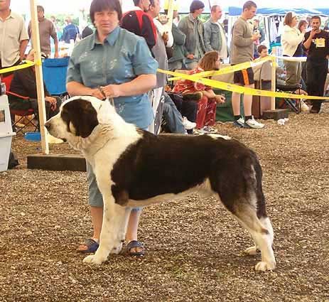 Antol Vlci Drap - Excellent 1, CACA, CACIB, Europe Winner, BOB - Champion Class Males, Eurodog Show 2005, Tulln, Austria  
(Baskervil Mastibe x Jolana Fi-It) 
 

Keywords: 2005