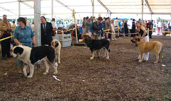 Final Best of Breed - Eurodog Show 2005, Tulln, Austria
Keywords: 2005