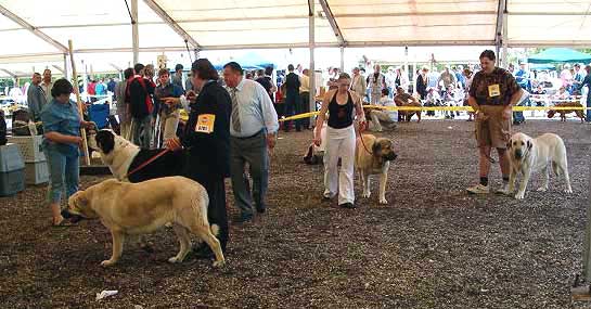 Final Best of Breed - Eurodog Show 2005, Tulln, Austria
Keywords: 2005