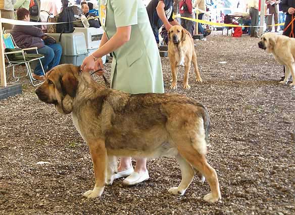 Bady - Excellent 4 - Champion Class Females, Eurodog show 2005, Tulln, Austria  
(Dorsdorf Spartak x Dorsdorf Pava)  

Keywords: 2005