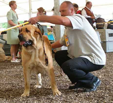 Dora z Kraje Sokolu - Excellent 4 - Open Class Females, Eurodog Show, Tulln, Austria  
(Alto del Grande Creta Lago x Aylen z Kraje Sokolu)  

Keywords: 2005 sokol