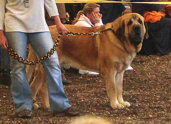 Enamorado Ernesto Mastibe - Excellent 2, RCACA, RCACIB - Champion Class Males, Eurodog Show 2005, Tulln, Austria  
(Ulises de Ablanera x Archie Mastibe) 
 

Keywords: 2005