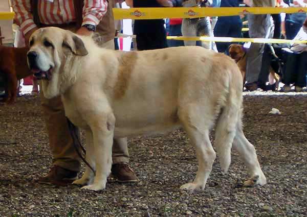 Ercole del Dharmapuri - Excellent 1, CACA - Open Class Males, Eurodog Show 2005, Tulln, Austria  
(Rubi de Montes del Pardo x Sombra de Campollano)  

Keywords: 2005 dharmapuri