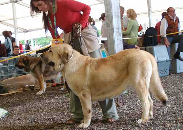 Fani de Fuente Mimbre - Excellent 3 - Open Class Females, Eurodog Show 2005, Tulln, Austria  
(Homero de Ablanera x Banolas de Trashumancia) 
 

Keywords: 2005 dharmapuri