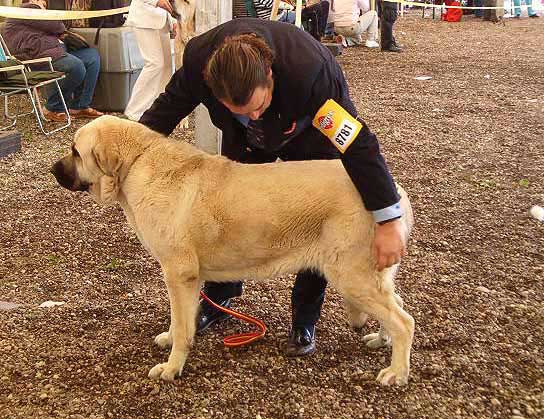 Kaly III de Monte Jaeña - Excellent 1, CACA, CACIB, Europe Winner - Champion Class Females, Eurodog Show 2005, Tulln, Austria  
(Elfo Danca Cotufa x Kira de Monte Jaeña) 
 

Keywords: 2005