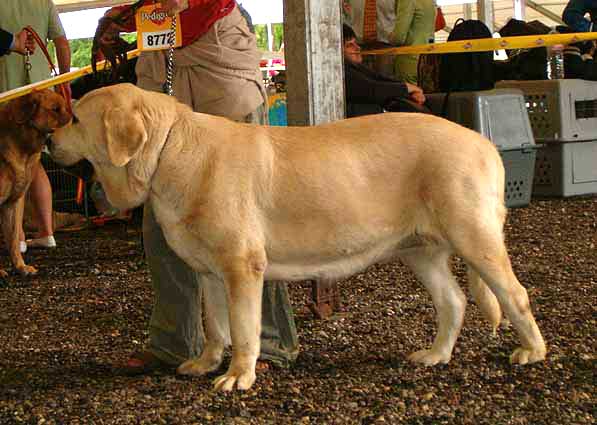 Leona del Dharmapuri - Excellent 1, CACA - Intermediate Class Females, Eurodog Show 2005, Tulln, Austria  
(Rubi de Montes del Pardo x Sombra de Campollano)  

Keywords: 2005