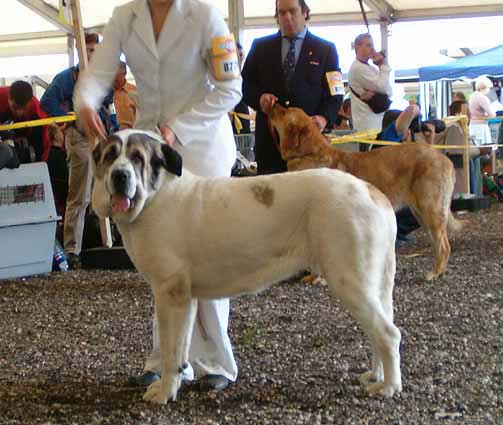 Motley House Luxury Spring Day - Excellent 1, CACA, RCACIB - Open Class Females, Eurodog Show 2005, Tulln, Austria  
(Asocarronado Ha-La-Mu x Hata Fi-It) 
 

Keywords: 2005