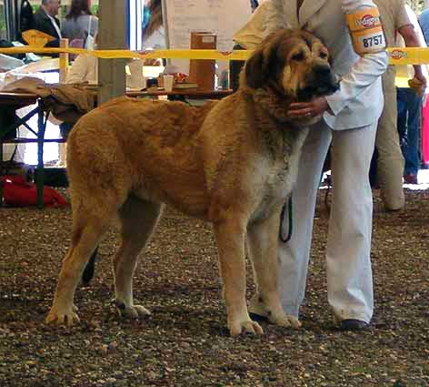 Motley House Silver - Excellent 2 - Young Class Males, Eurodog Show, Tulln, Austria  
(Anton Vlci Drap x Motley House Dolly) 
 

Keywords: 2005