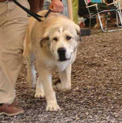 Nacon de Dharmapuri - Excellent 3 - Young Class Males, Eurodog Show 2005, Tulln, Austria  
(Rubi de Montes del Pardo x Legua de Campollano)  

Keywords: 2005 dharmapuri