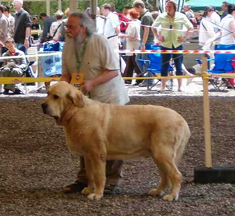 Rubi de Montes del Pardo - Excellent - Champion Class Males, Eurodog Show 2005, Tulln, Austria  
(Tonio de Montes del Pardo x Dalila III de Montes del Pardo)  

Keywords: 2005