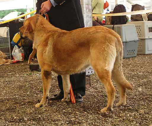 Seria IV de Monte Jaeña - Excellent 2, RCACA - Open Class Females, Eurodog Show 2005, Tulln, Austria  
(Elfo Danca Cotufa x Kira de Monte Jaeña) 
 

Keywords: 2005