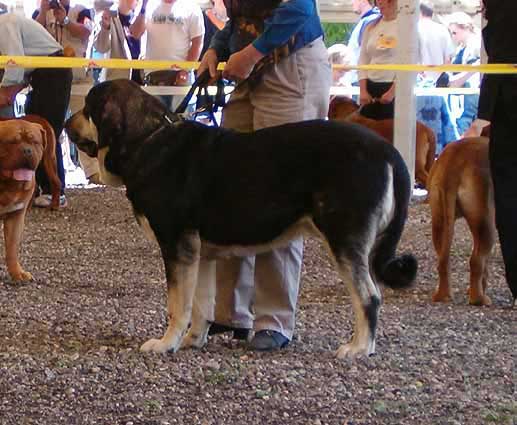 Zulu de Galisancho - Excellent 1, Europe Young Winner - Young Class Males, Eurodog Show 2005, Tulln, Austria  
(Zar de Cueto Negro x Musa de Galisancho) 
 

Keywords: 2005