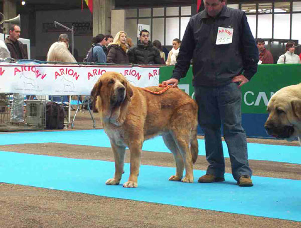 Emir de Jusiante - 'Razas Españoles', Torrelavega, Santander, 27.03.2004
(Merlín x Ch Alba de Jusiante)
Born: 25-05-01 

Klíčová slova: 2004 jusiante