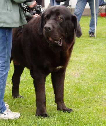 Enamorado Eddy Mastibe - 18 months - Intermediate Class Males - Czech Club Show, Mlada Boleslav, Czech Republic 15.05.2004 
(Ch. Ulises de Ablanera x Ich. Archie Mastibe) 



Keywords: 2004 mastibe