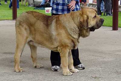 Enamorado En Gedi Mastibe - 18 months - Intermediate Class Males - Czech Club Show, Mlada Boleslav, Czech Republic 15.05.2004 
(Ch. Ulises de Ablanera x Ich. Archie Mastibe)



Keywords: 2004 mastibe