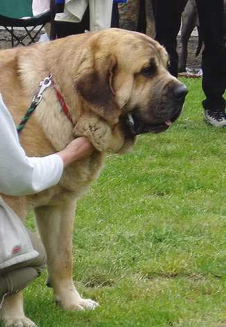 Enamorado Ernesto Mastibe - 18 months - Open Class Males - Czech Club Show, Mlada Boleslav, Czech Republic 15.05.2004 
(Ch. Ulises de Ablanera x Ich. Archie Mastibe)


 

Keywords: 2004 mastibe