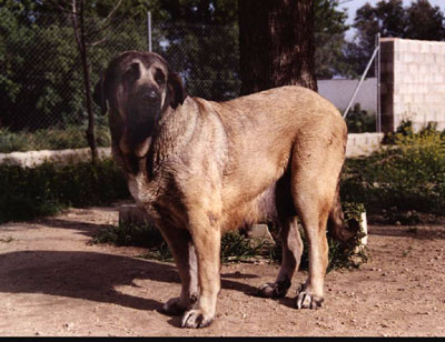 Encina de Monte Redondo
(Anton del Espinillo x Blanca del Espinillo)
Breeder: Ignacio Martín
Owner: Manuel romero & Ana González  

Keywords: cotufa