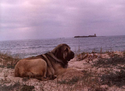 Encina de Monte Redondo at the beach
(Anton del Espinillo x Blanca del Espinillo)
Breeder: Ignacio Martín
Owner: Manuel romero & Ana González  
 

Keywords: cotufa