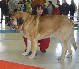 Enamorado Ernesto Mastibe - Exc. 1, CAC, CACIB - International Dog Show in Trencin (Slovakia) - 30.01.2005
Open Class Males
International Dog Show Trencin (Slovakia) - 30.01.2005  

Keywords: 2005 mastibe