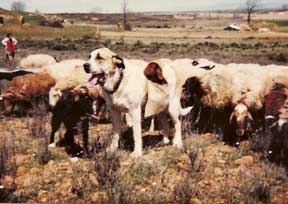 Verdugo, owned by Valentin Martinez (Tinin) - 1984
Photo Mario Alonso © Copyright
Keywords: 1984 flock