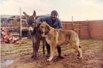 CH. Coronel, owned by Valentin Martinez (Tinin) - 1984
Photo Mario Alonso © Copyright
Keywords: 1984 flock