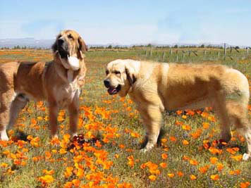 Espartaco & Florinda de Jusiante
Espartaco: Merlin x Ch Alba de Jusiante
Florinda: Merlin x Calima del Corisco
 

Keywords: tierraalta