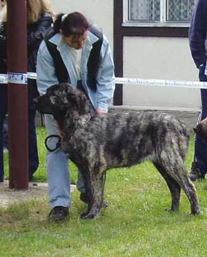 Estrella Alba Ha-La-Mü - 13 months - Young Class Females - Czech Club Show, Mlada Boleslav, Czech Republic 15.05.2004 
(Soto de Trashumancia x Cica Ha-La-Mü) 
 

Keywords: 2004