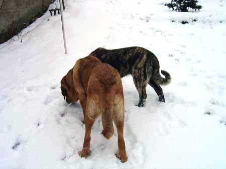 Deissy & Francesca Mastibe
Keywords: mastibe snow nieve