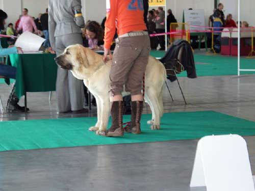 Fairy Tale Lu Dareva: exc.1, Young Winner of Poland 2008 - Young Class Females, International Show, Poznan, Poland 09.11.2008
(Sanson del Dharmapuri x Franchesca Mastibe)

Keywords: 2008 ludareva