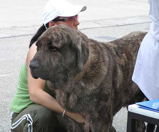 Fatty Mastibe - Exc. 1, CAC, CACIB, BOB - Open Class Females, International Show, Brno, Czech Republic, 25.06.2006
(ICh. Basil Mastifland x ICh. Connie Mastibe) 
Keywords: 2006