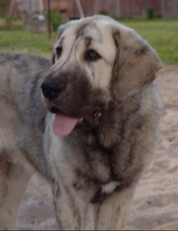 Fearless Tornado Erben - 5,5 months
Druso de la Aljabara x Cica Ha-La-Mu  

Keywords: tornado puppy cachorro head portrait cabeza