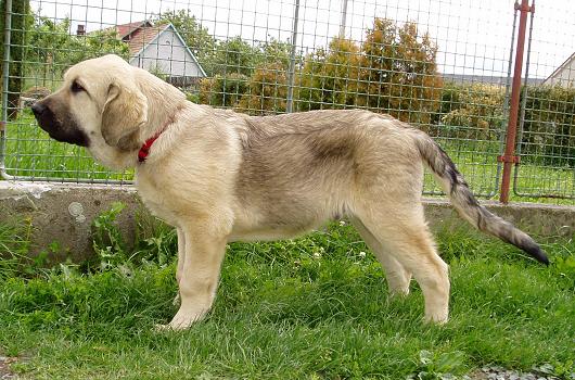 Fenix Tornado Erben - 4 months
Druso de la Aljabara x Cica Ha-La-Mu  

Keywords: tornado puppy cachorro