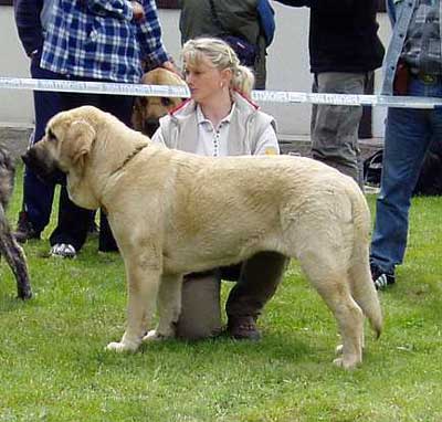 Feya Mastibe - 12 months - Young club winner, BOB, BIS - Young Class Females - Czech Club Show, Mlada Boleslav, Czech Republic 15.05.2004 
(Ch. Basil Mastifland x Ch. Connie Mastibe) 


Keywords: 2004 mastibe